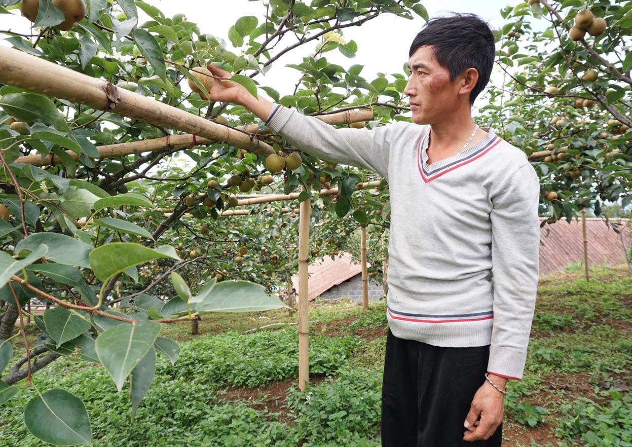 Mô hình trồng cây ăn quả ôn đới (cây lê) ở bản Bãi Bằng (xã Giang Ma) nâng cao thu nhập cho người dân.